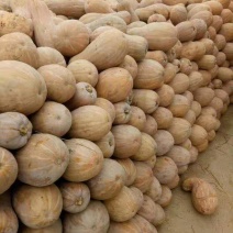 蜜本早熟南瓜养殖瓜价格实惠量不多需要的提前联系