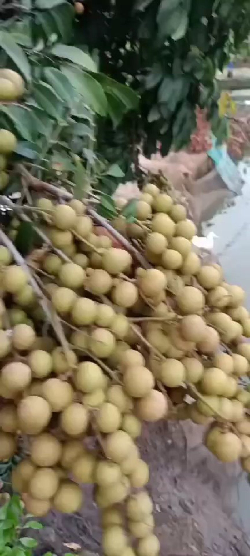 龙眼