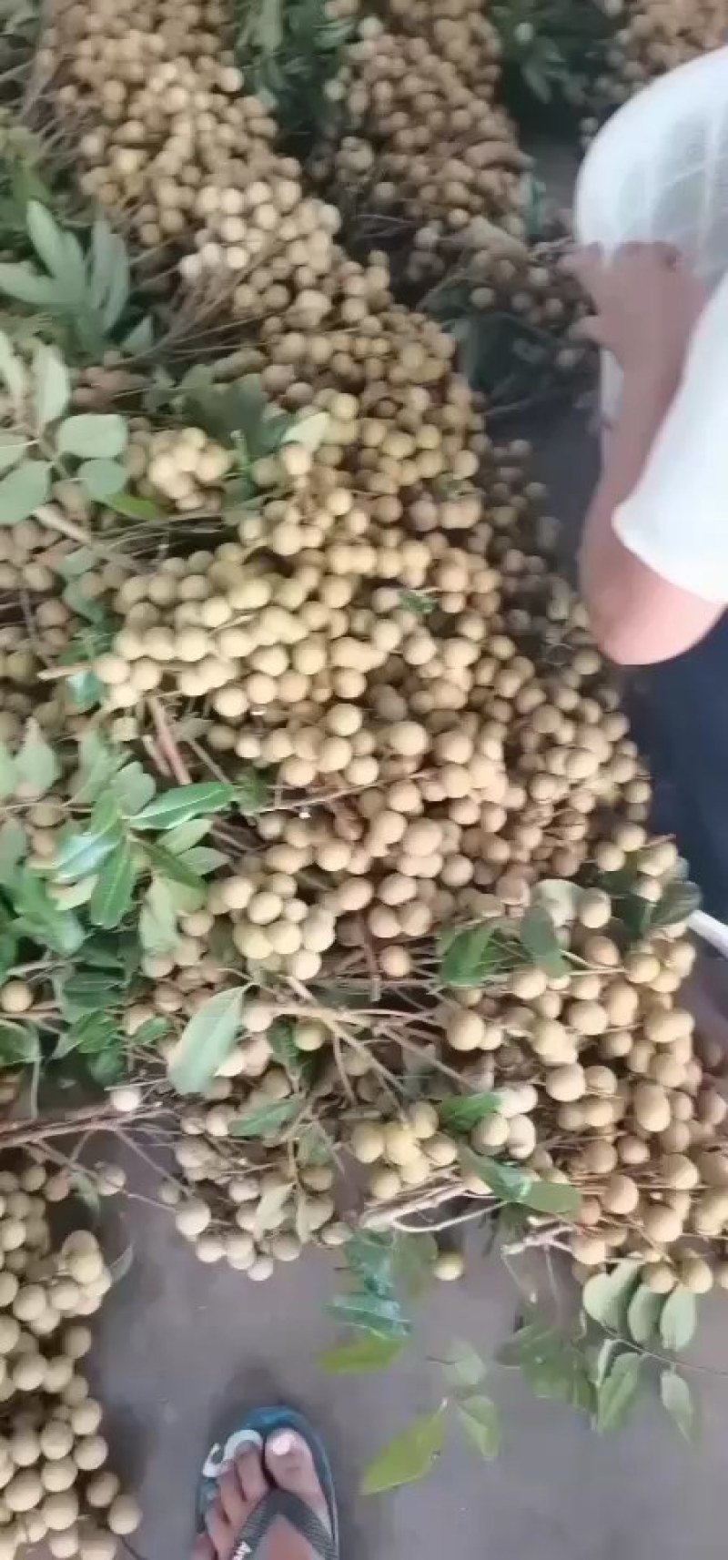 龙眼