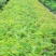 铁刀木种子泰国山扁豆种子孟买黑檀种子黑心树