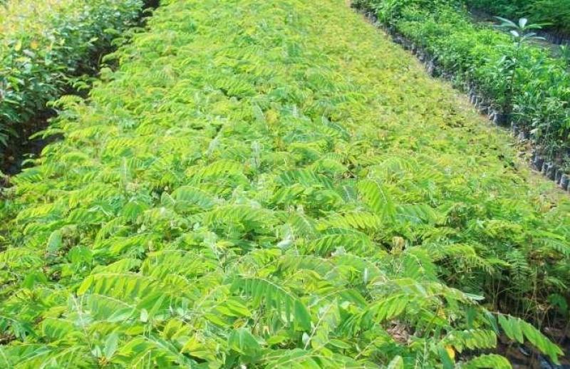 铁刀木种子泰国山扁豆种子孟买黑檀种子黑心树