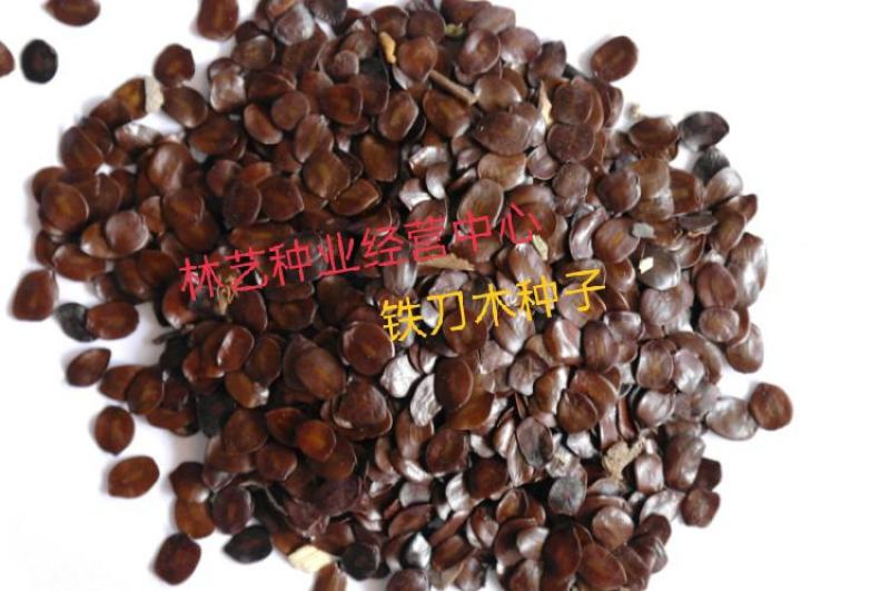铁刀木种子泰国山扁豆种子孟买黑檀种子黑心树