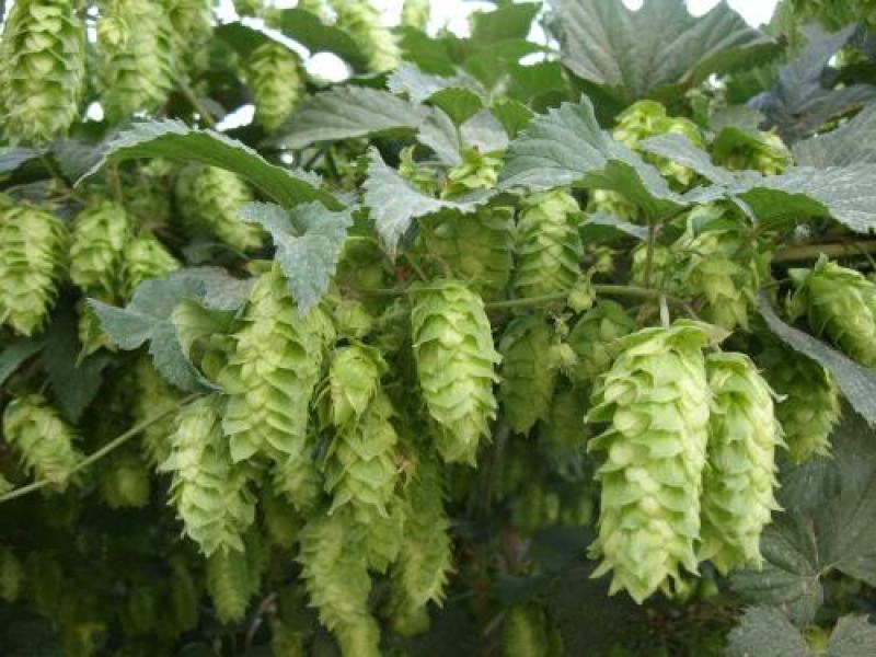 啤酒花种子多年生爬藤秋播进口稀有植物种籽荒漠一瞥