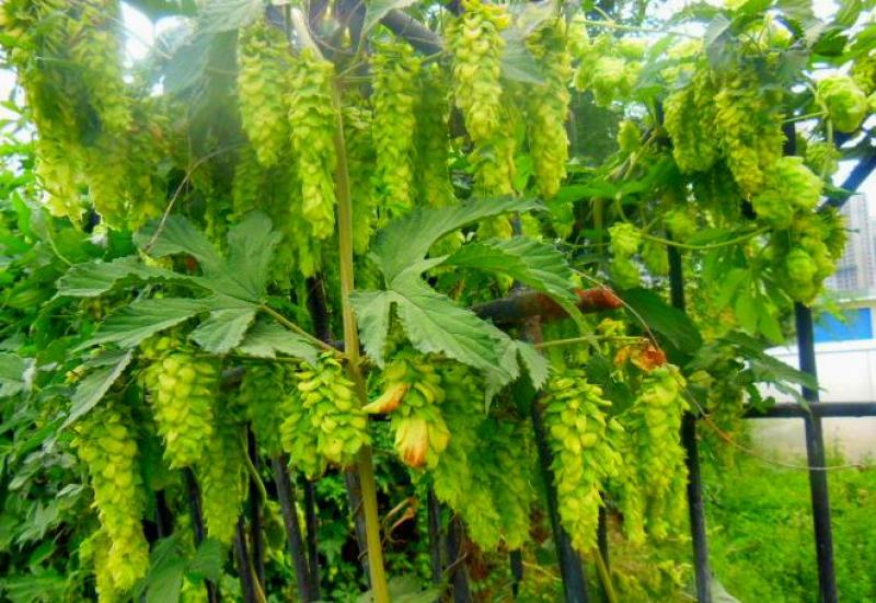 啤酒花种子多年生爬藤秋播进口稀有植物种籽荒漠一瞥