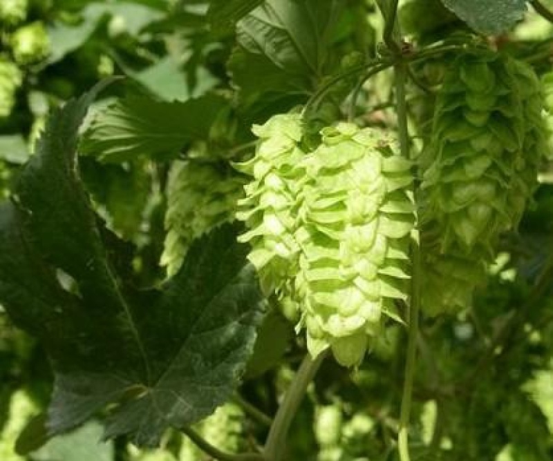 啤酒花种子多年生爬藤秋播进口稀有植物种籽荒漠一瞥