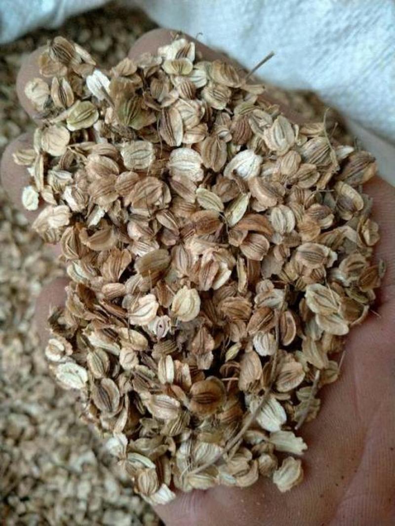 纯新白芷种子中药材种子白芷子白芷籽白芷种子
