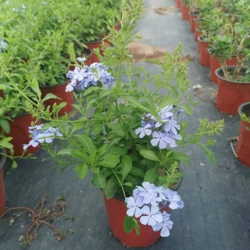 盆栽花卉