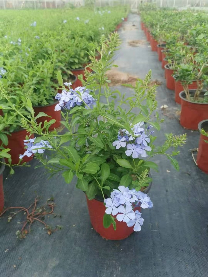 盆栽花卉