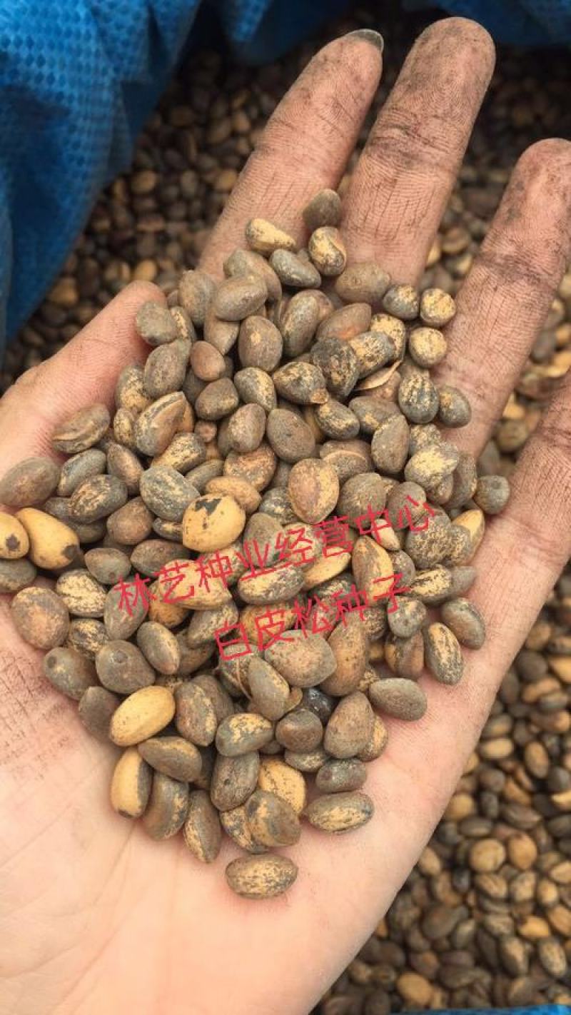 白皮松种子园林绿化树松树种子白皮松树树苗种子