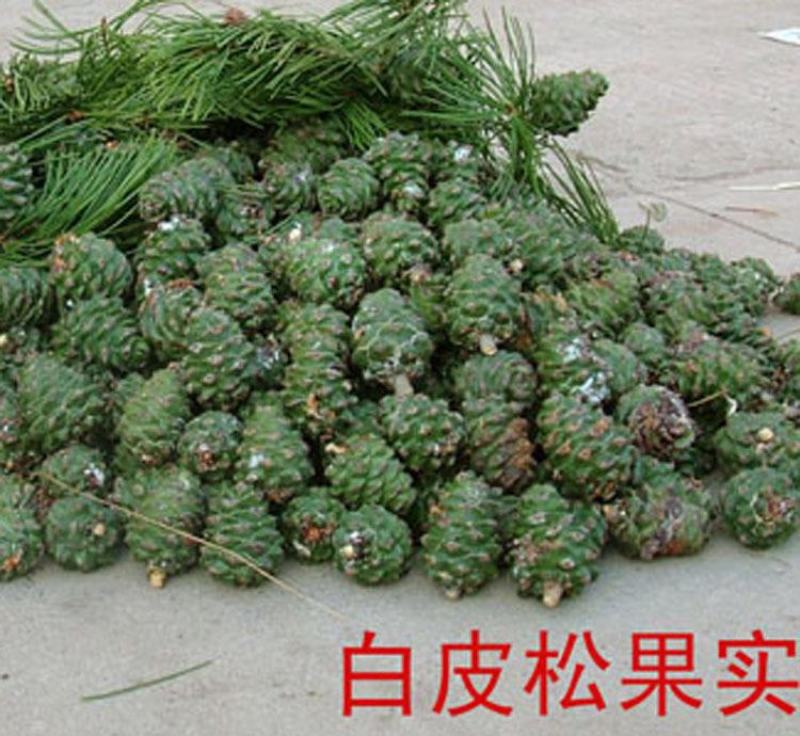 白皮松种子园林绿化树松树种子白皮松树树苗种子