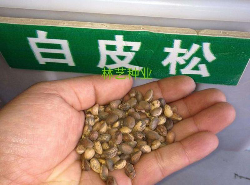 白皮松种子园林绿化树松树种子白皮松树树苗种子