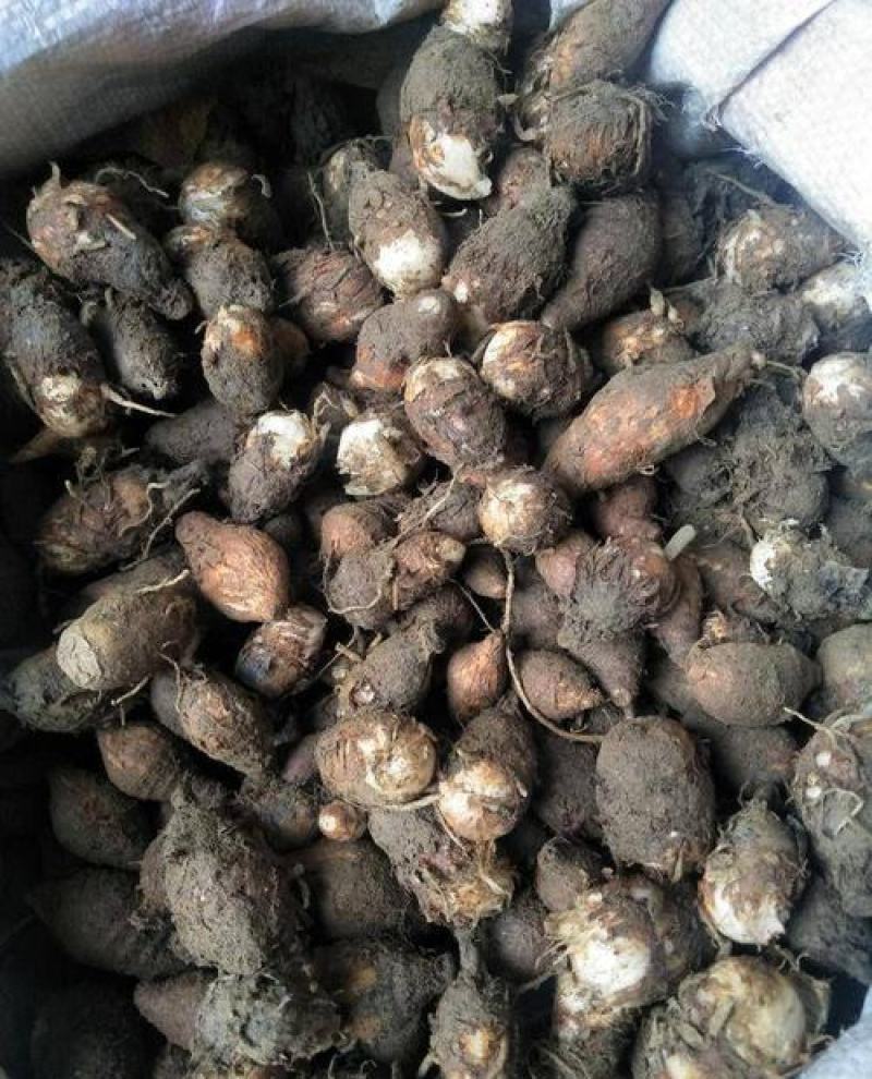 独角莲种子独角莲自己家种的保质保量观叶植物中药材种子