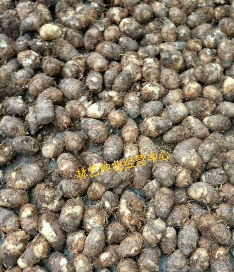 独角莲种子独角莲自己家种的保质保量观叶植物中药材种子