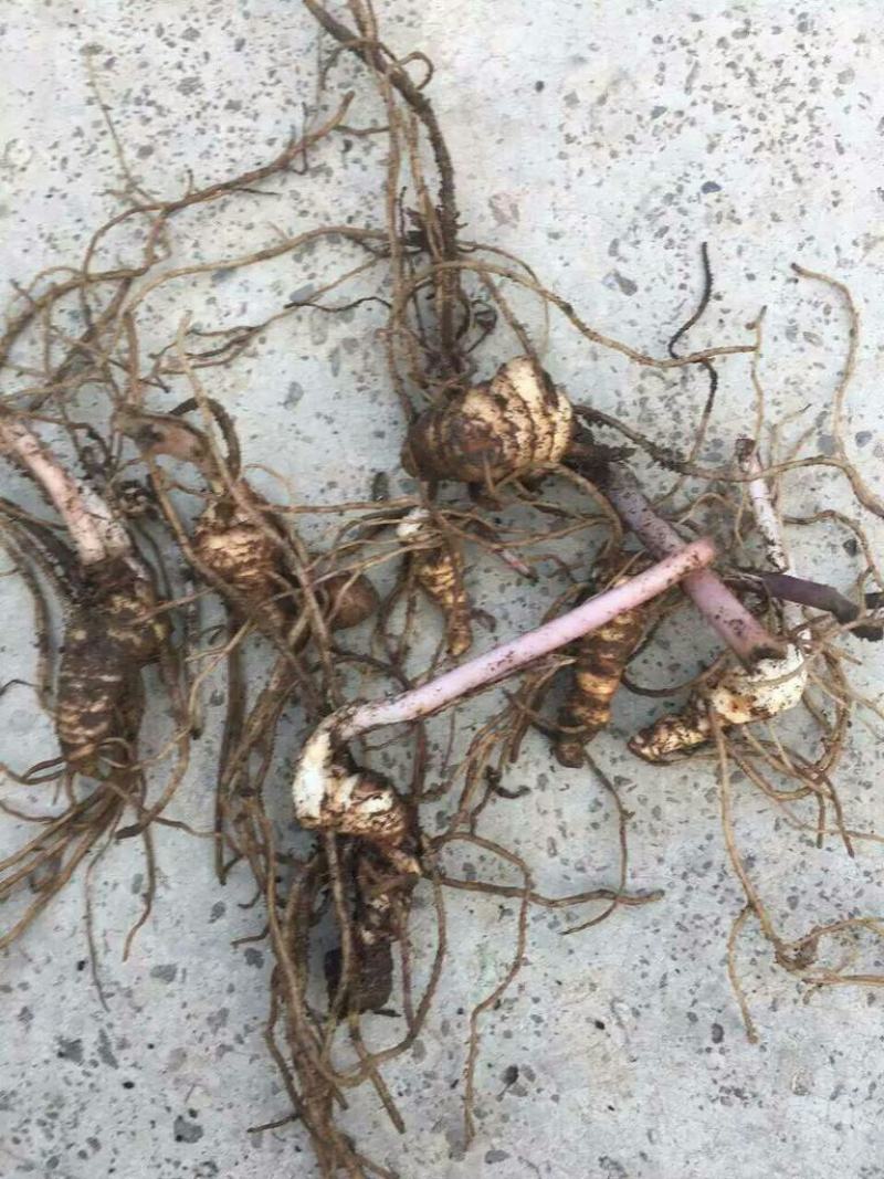 独角莲种子独角莲自己家种的保质保量观叶植物中药材种子