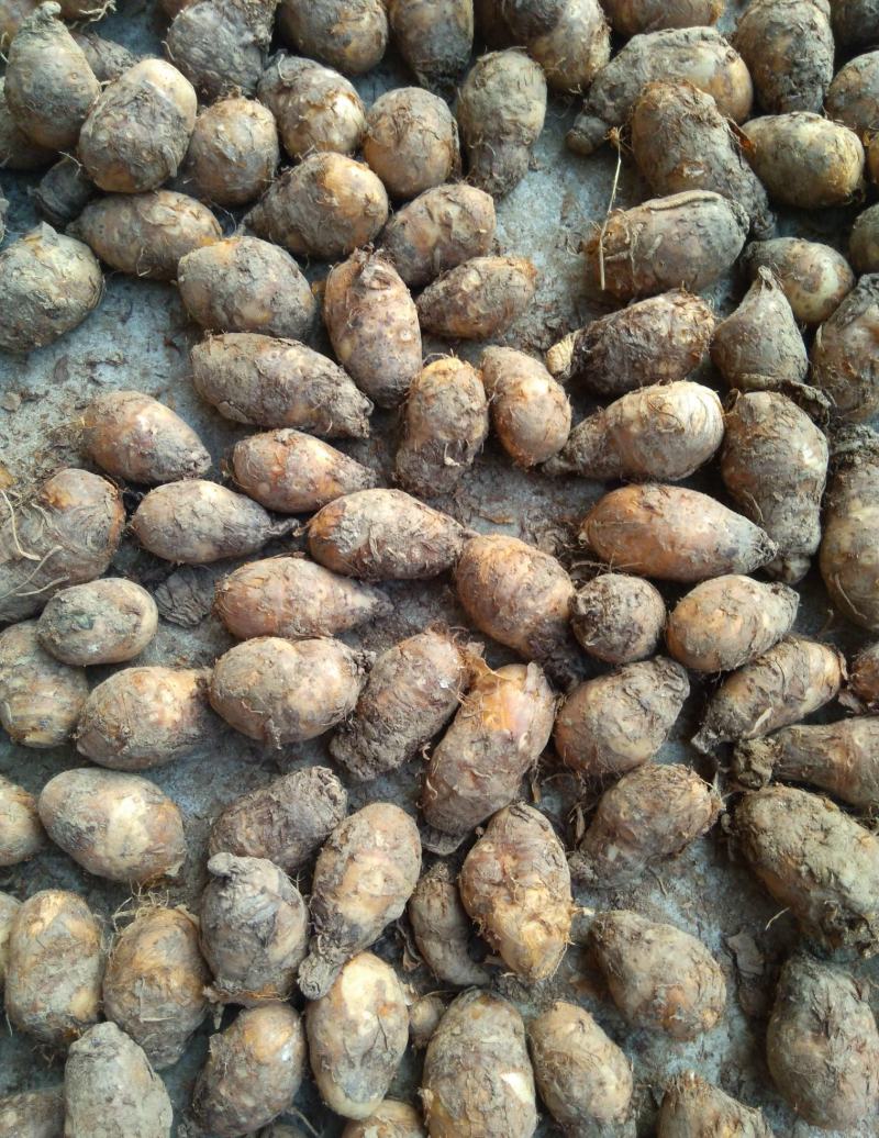 独角莲种子独角莲自己家种的保质保量观叶植物中药材种子