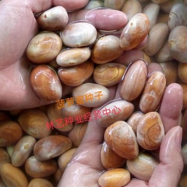 菠萝蜜种子树苗木菠萝苗黄肉红肉马来西亚当年结果水果树种子