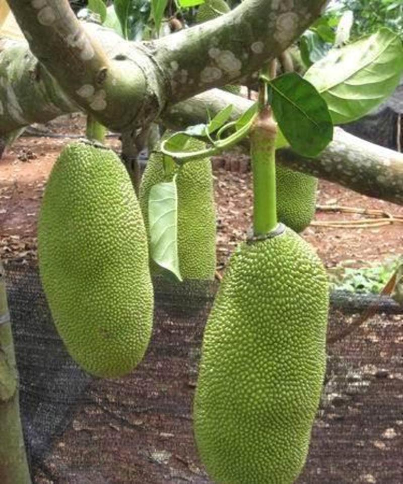 菠萝蜜种子树苗木菠萝苗黄肉红肉马来西亚当年结果水果树种子