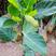 菠萝蜜种子树苗木菠萝苗黄肉红肉马来西亚当年结果水果树种子