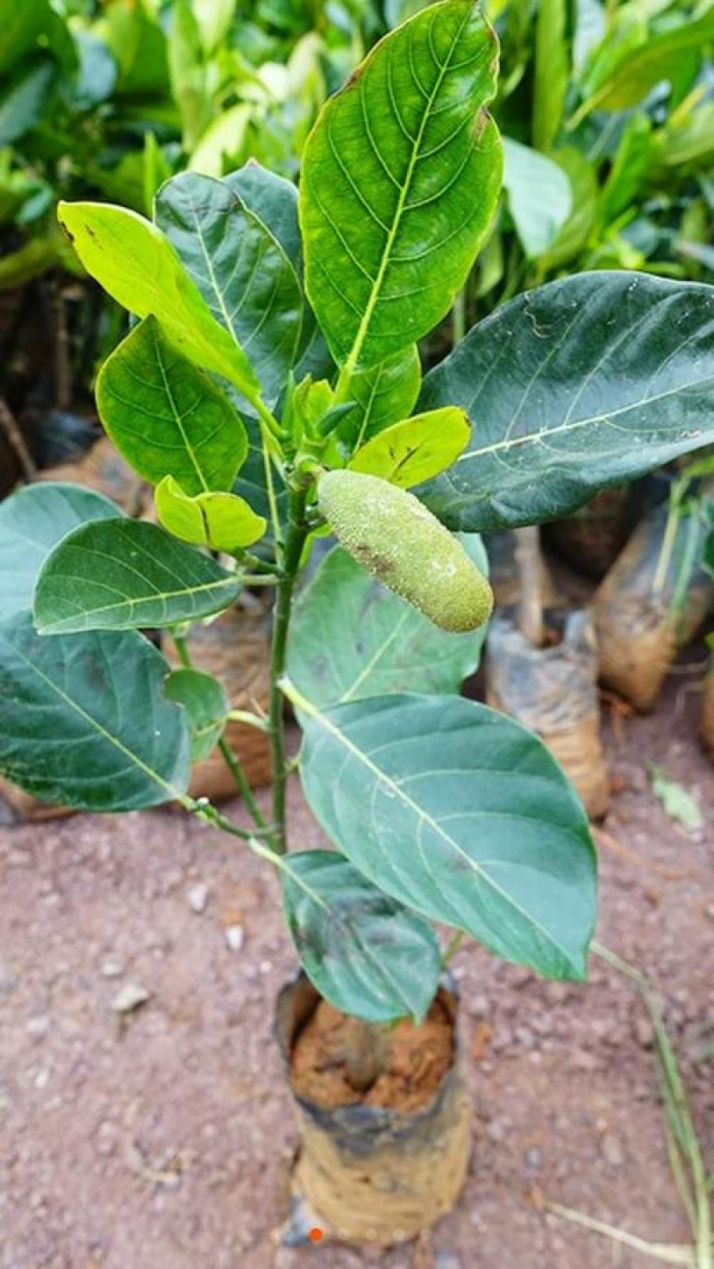 菠萝蜜种子树苗木菠萝苗黄肉红肉马来西亚当年结果水果树种子