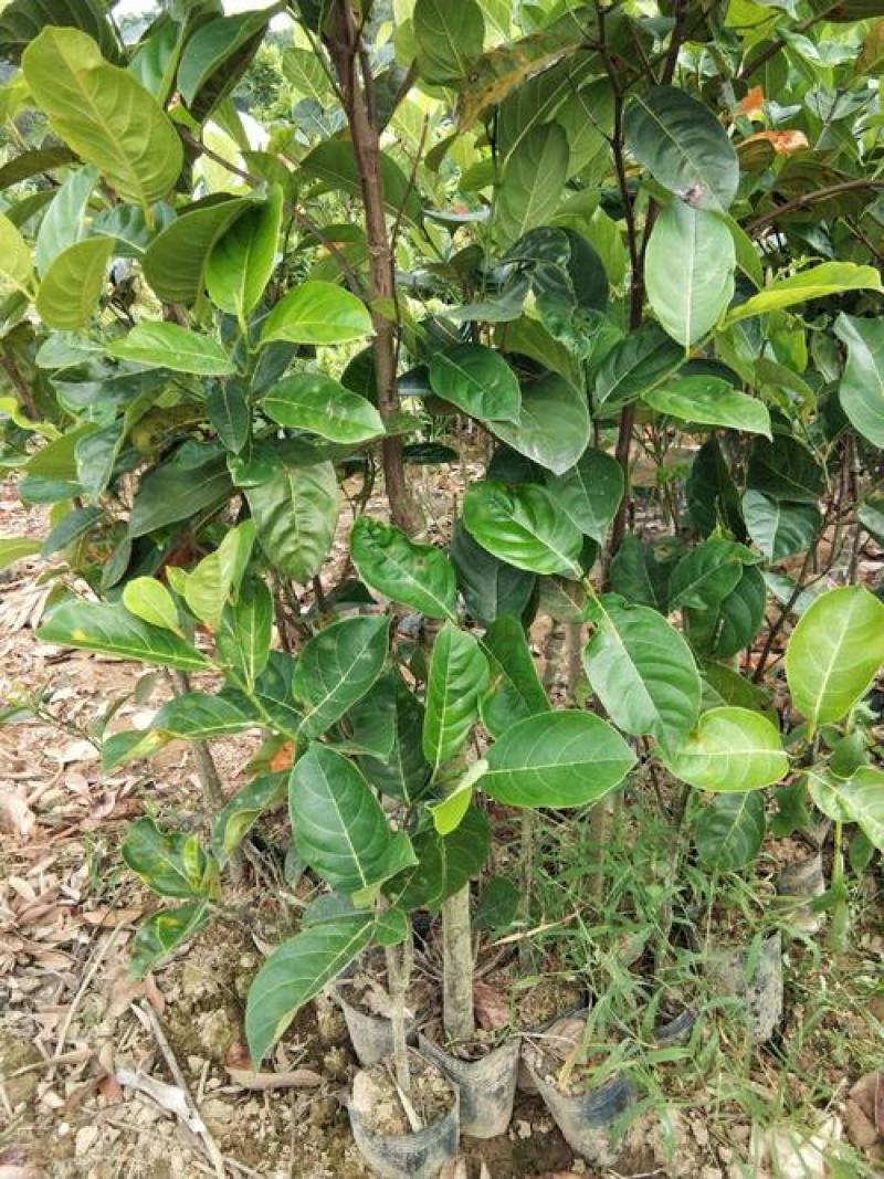 菠萝蜜种子树苗木菠萝苗黄肉红肉马来西亚当年结果水果树种子