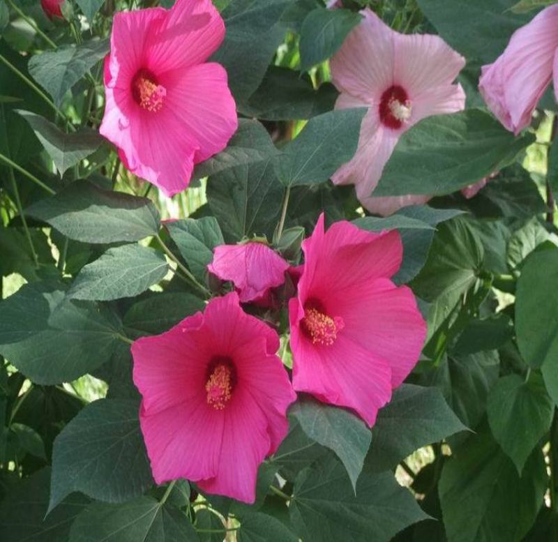 芙蓉葵种子新采大花秋葵种子草芙蓉四季种耐寒耐阴多年生宿根