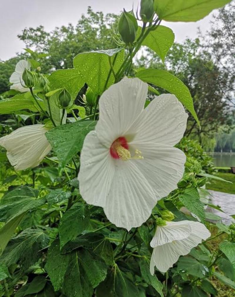 芙蓉葵种子新采大花秋葵种子草芙蓉四季种耐寒耐阴多年生宿根