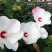 芙蓉葵种子新采大花秋葵种子草芙蓉四季种耐寒耐阴多年生宿根