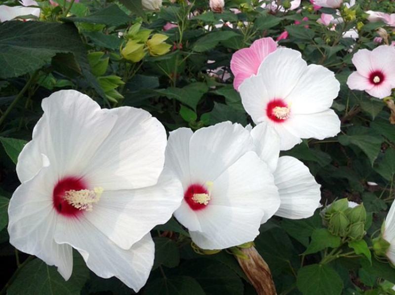 芙蓉葵种子新采大花秋葵种子草芙蓉四季种耐寒耐阴多年生宿根