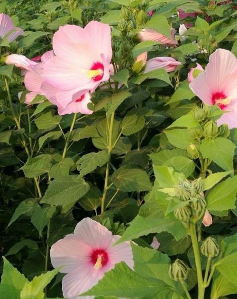 芙蓉葵种子新采大花秋葵种子草芙蓉四季种耐寒耐阴多年生宿根
