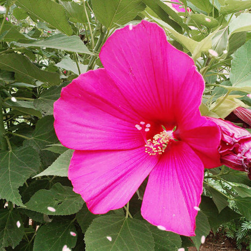 芙蓉葵种子新采大花秋葵种子草芙蓉四季种耐寒耐阴多年生宿根