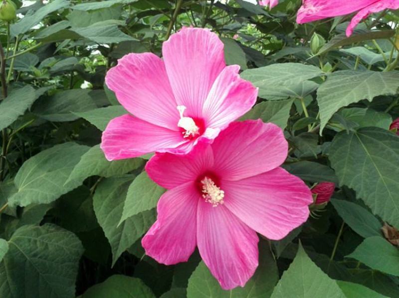 芙蓉葵种子新采大花秋葵种子草芙蓉四季种耐寒耐阴多年生宿根