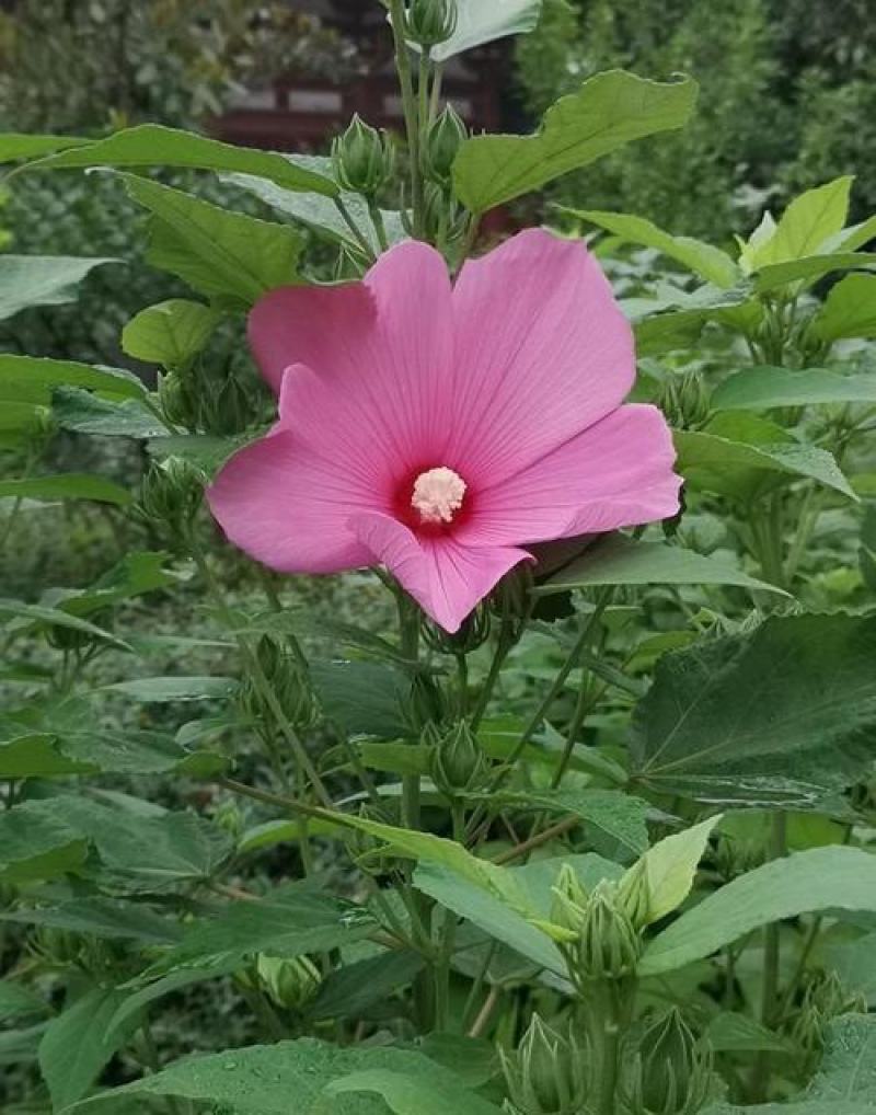 芙蓉葵种子新采大花秋葵种子草芙蓉四季种耐寒耐阴多年生宿根