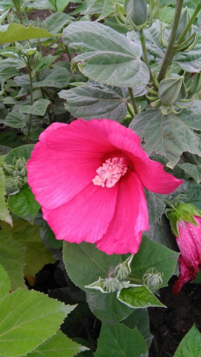 芙蓉葵种子新采大花秋葵种子草芙蓉四季种耐寒耐阴多年生宿根