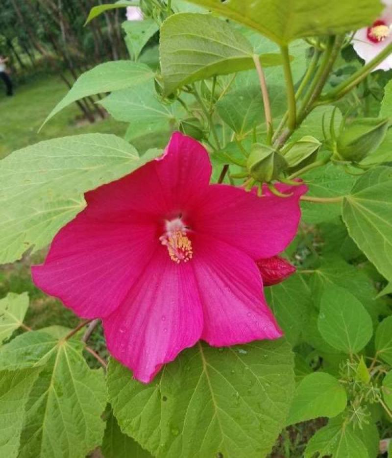 芙蓉葵种子新采大花秋葵种子草芙蓉四季种耐寒耐阴多年生宿根