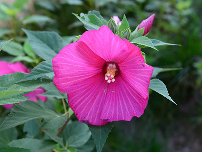 芙蓉葵种子新采大花秋葵种子草芙蓉四季种耐寒耐阴多年生宿根