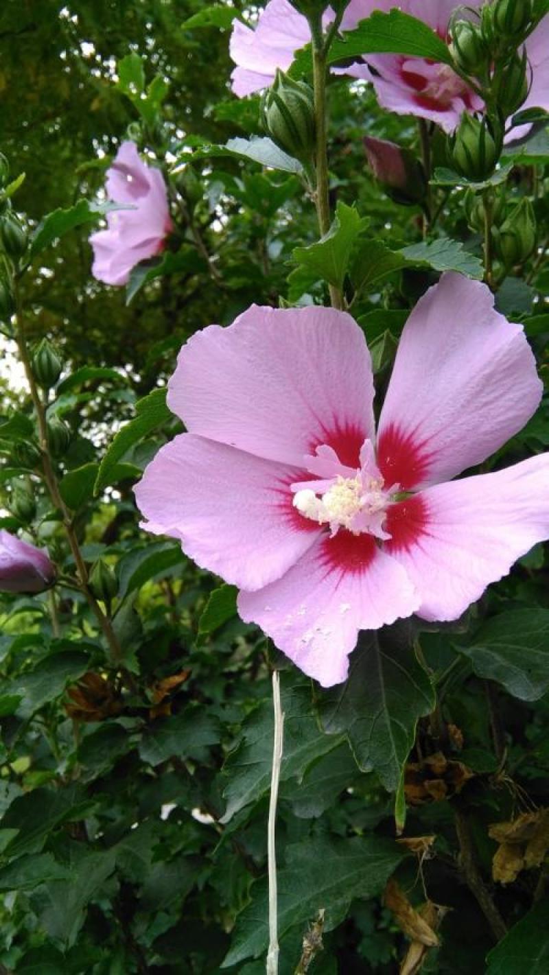 芙蓉葵种子新采大花秋葵种子草芙蓉四季种耐寒耐阴多年生宿根
