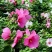 芙蓉葵种子新采大花秋葵种子草芙蓉四季种耐寒耐阴多年生宿根
