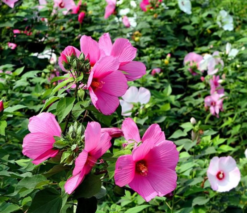 芙蓉葵种子新采大花秋葵种子草芙蓉四季种耐寒耐阴多年生宿根