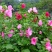 芙蓉葵种子新采大花秋葵种子草芙蓉四季种耐寒耐阴多年生宿根