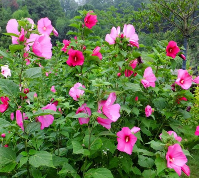 芙蓉葵种子新采大花秋葵种子草芙蓉四季种耐寒耐阴多年生宿根