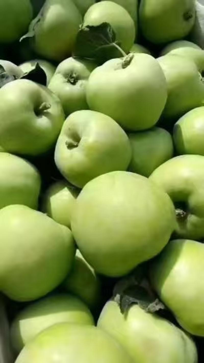 早熟苹果晨阳大量供应，质量保证，价格便宜，量大价优