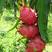 火龙果种子红龙果青龙果仙蜜果玉龙果阳台庭院院盆栽四季水果