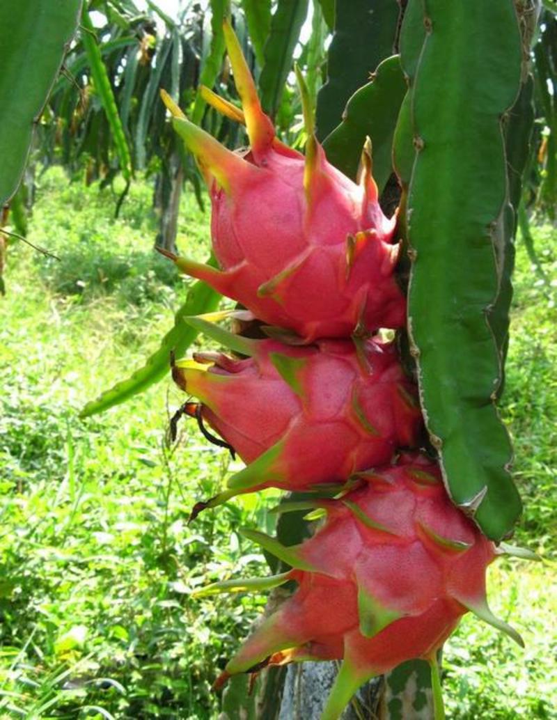 火龙果种子红龙果青龙果仙蜜果玉龙果阳台庭院院盆栽四季水果