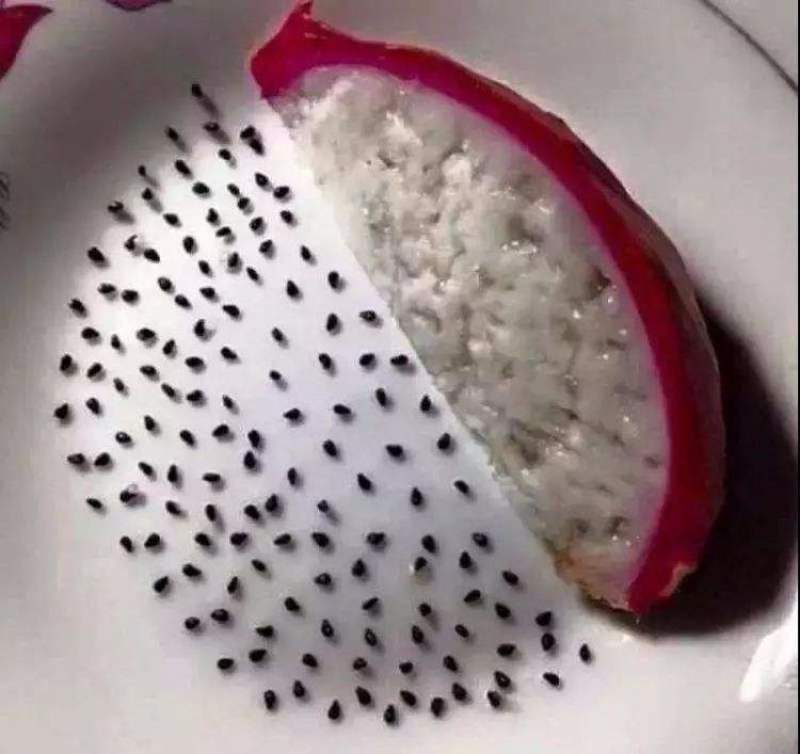 火龙果种子