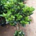栀子花盆栽花卉植物室内花阳台带花苞绿植盆栽好养活四季开花