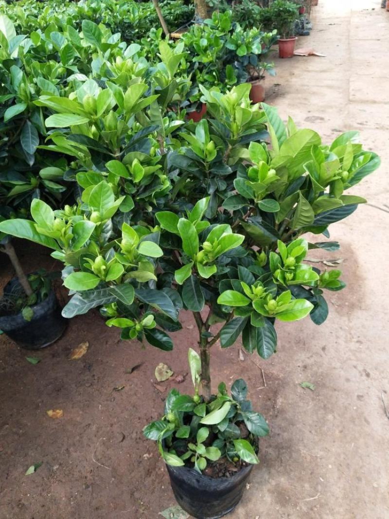栀子花盆栽花卉植物室内花阳台带花苞绿植盆栽好养活四季开花