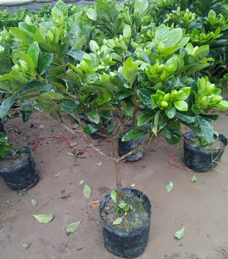 栀子花盆栽花卉植物室内花阳台带花苞绿植盆栽好养活四季开花