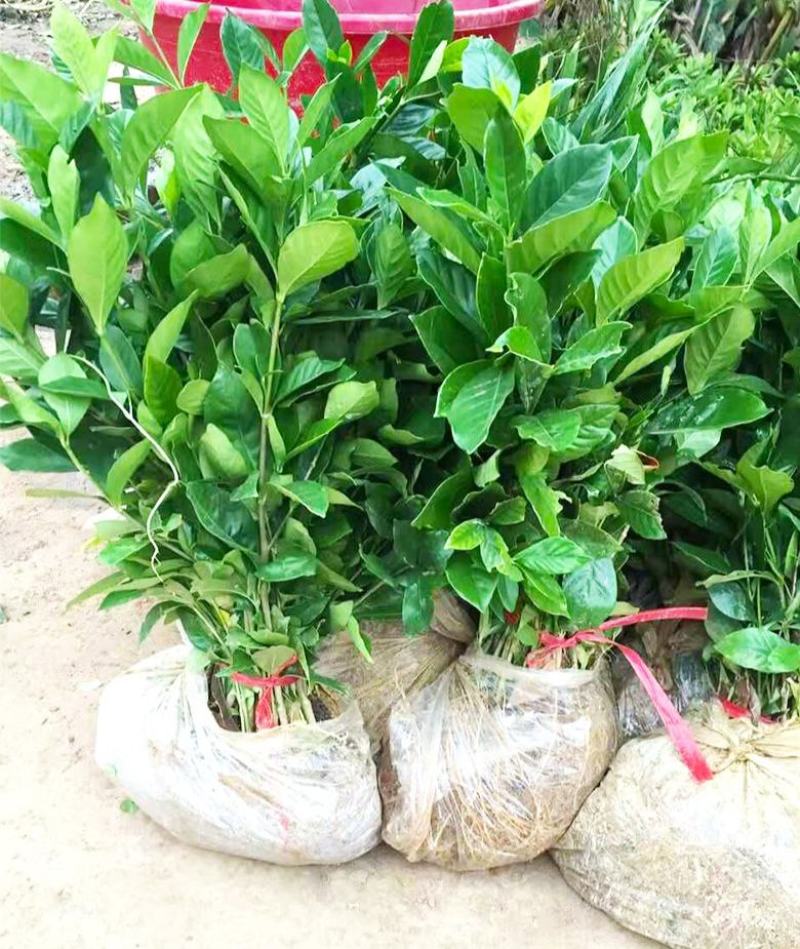 栀子花盆栽花卉植物室内花阳台带花苞绿植盆栽好养活四季开花