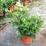 栀子花盆栽花卉植物室内花阳台带花苞绿植盆栽好养活四季开花
