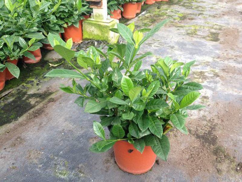 栀子花盆栽花卉植物室内花阳台带花苞绿植盆栽好养活四季开花